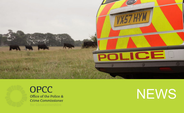 Police car and cows